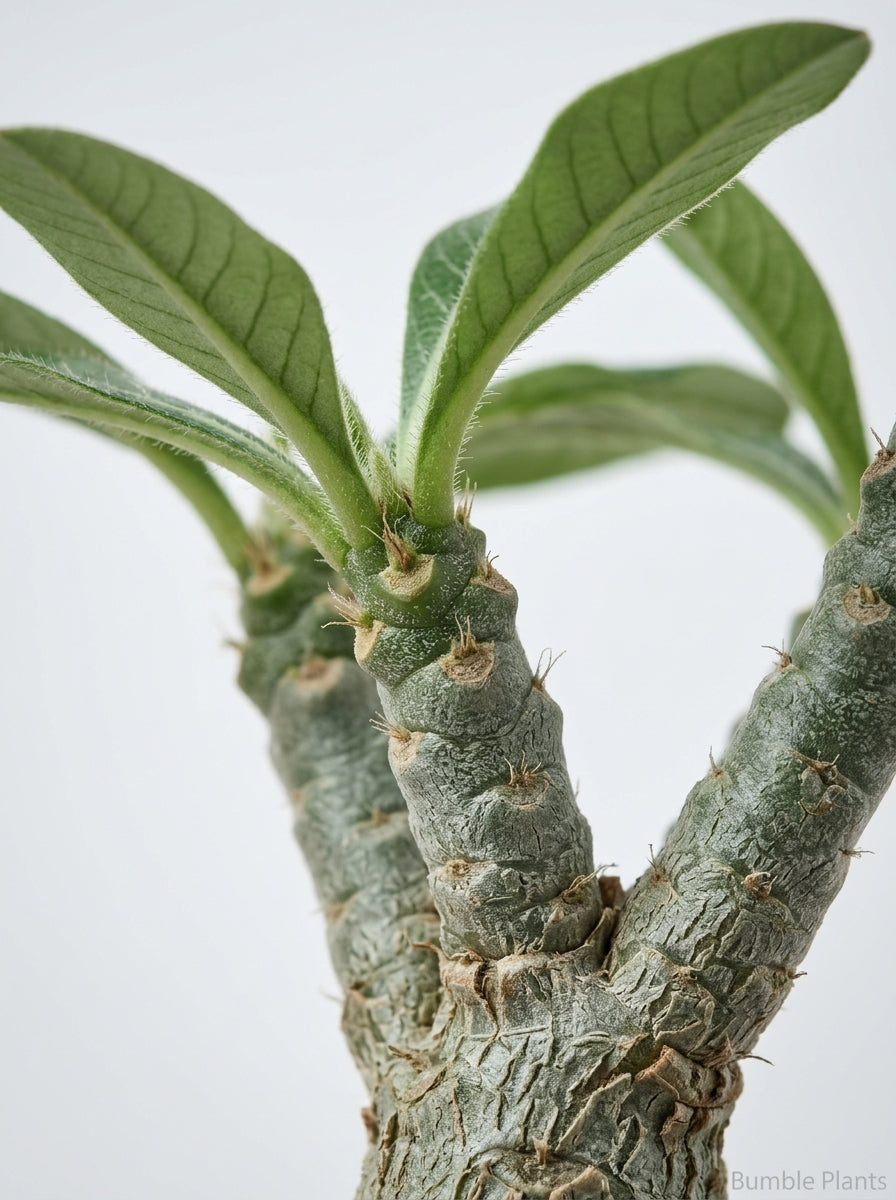 Adenium Obesum 'Desert Rose' Succulent
