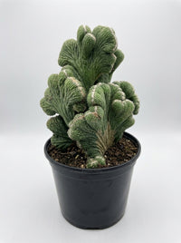 Rhipsalis Cereuscula Cereus Coral Green Cactus