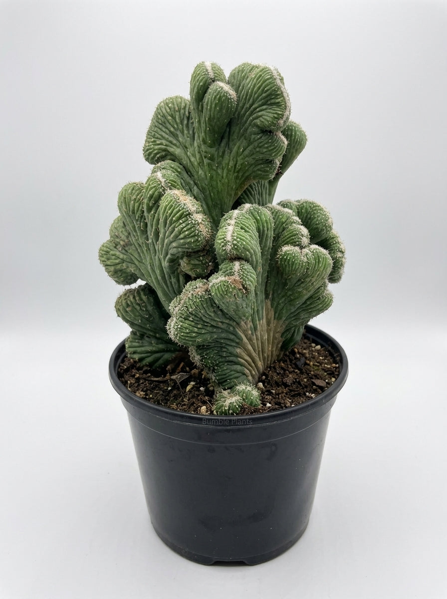 Rhipsalis Cereuscula Cereus Coral Green Cactus