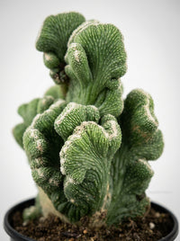 Rhipsalis Cereuscula Cereus Coral Green Cactus