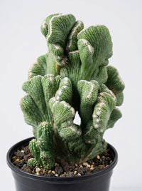 Rhipsalis Cereuscula Cereus Coral Green Cactus