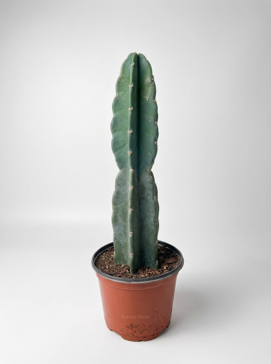 Succulent Cereus Cuddly Cactus
