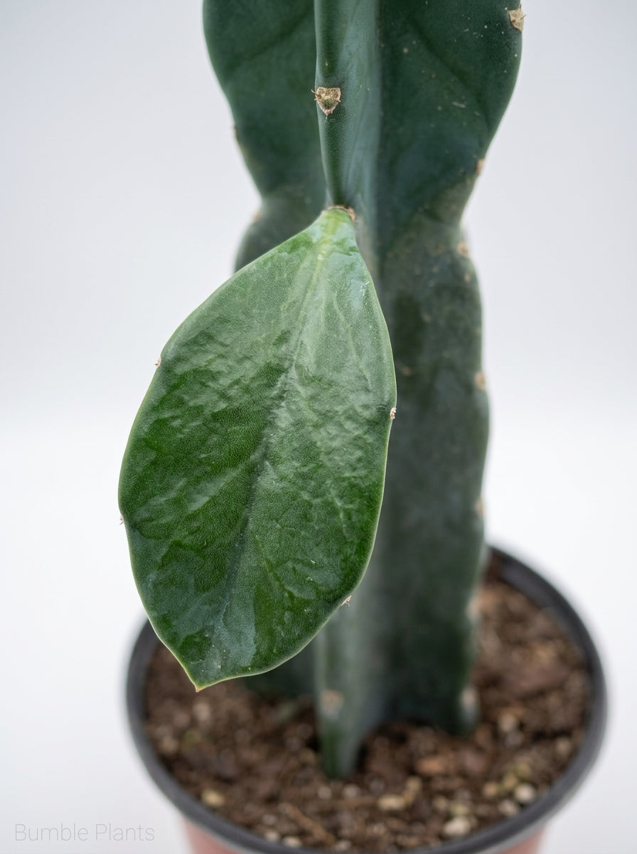 Succulent Cereus Cuddly Cactus