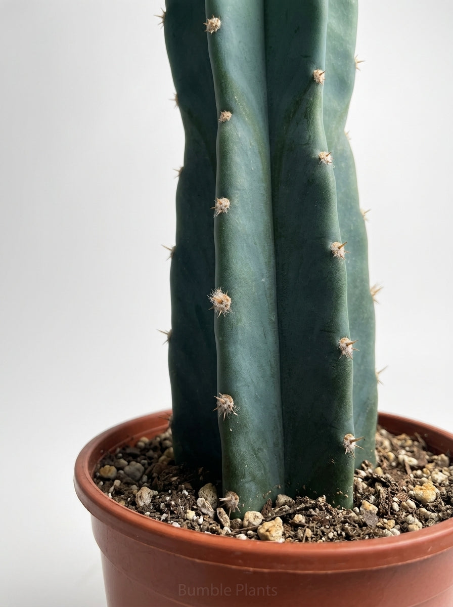 Succulent Cereus Cuddly Cactus