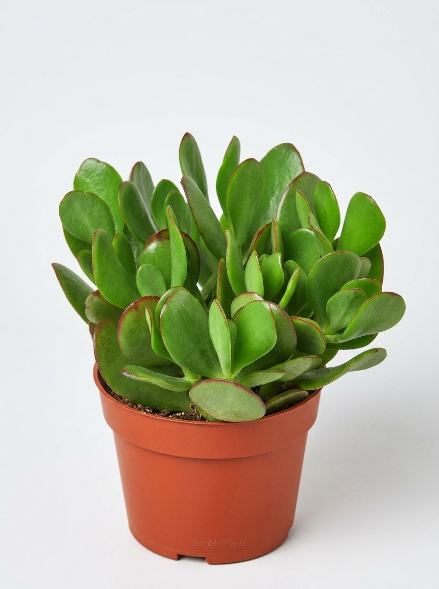 Crassula 'Jade' Succulent