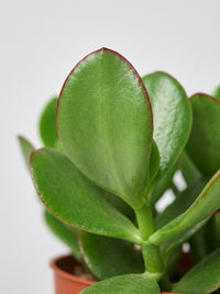 Crassula 'Jade' Succulent