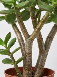 Crassula 'Jade' Succulent