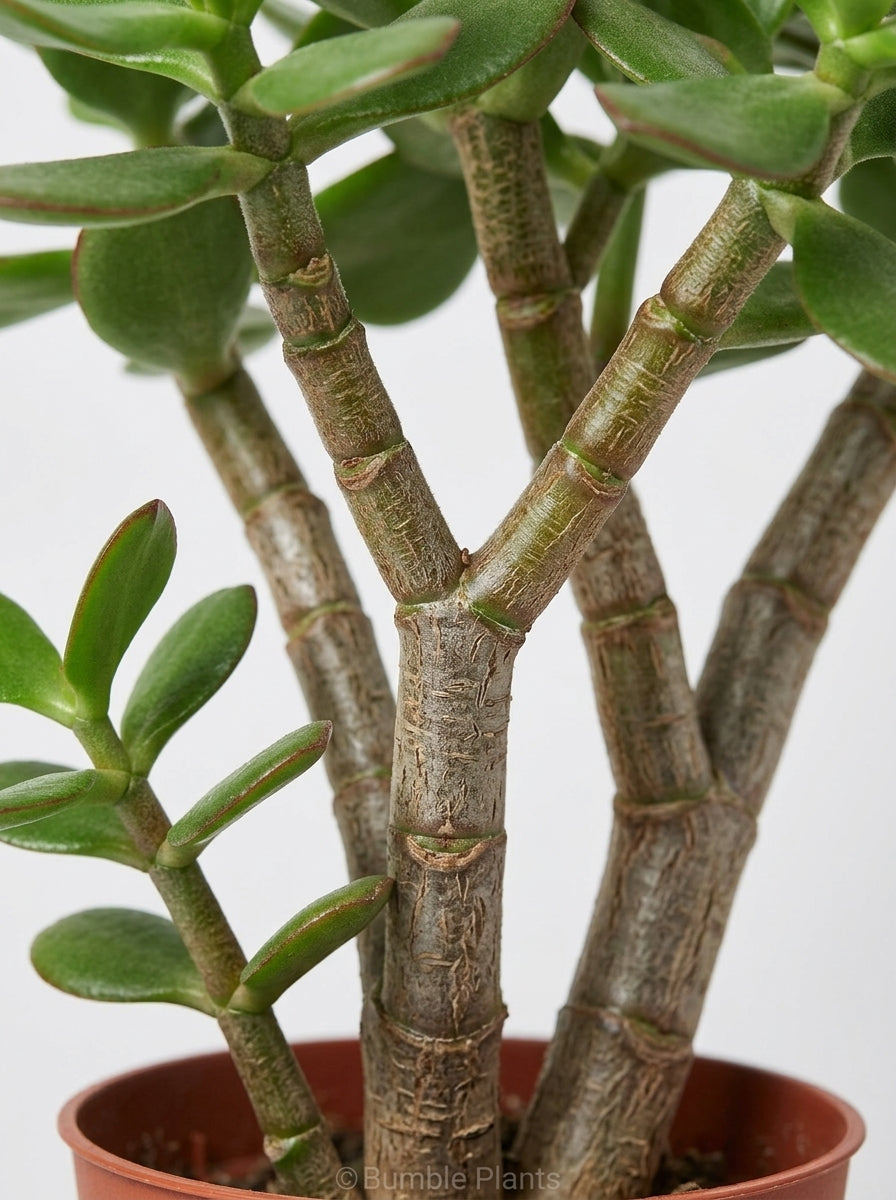 Crassula 'Jade' Succulent