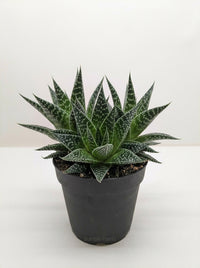 Gasteria Durban Succulent