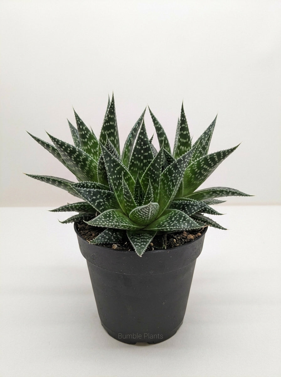 Gasteria Durban Succulent