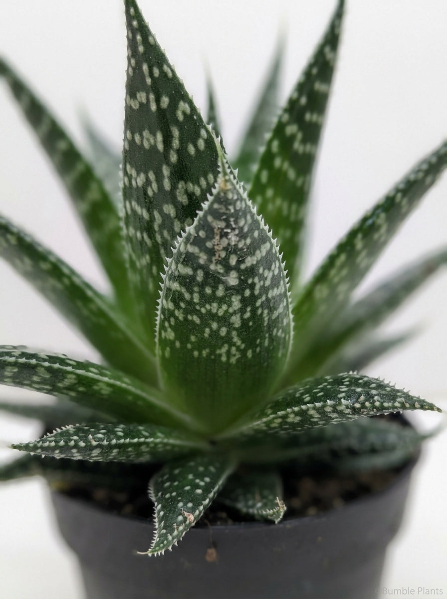 Gasteria Durban Succulent