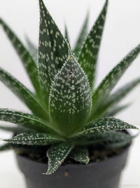 Gasteria Durban Succulent