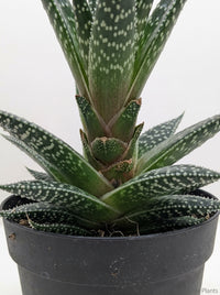Gasteria Durban Succulent