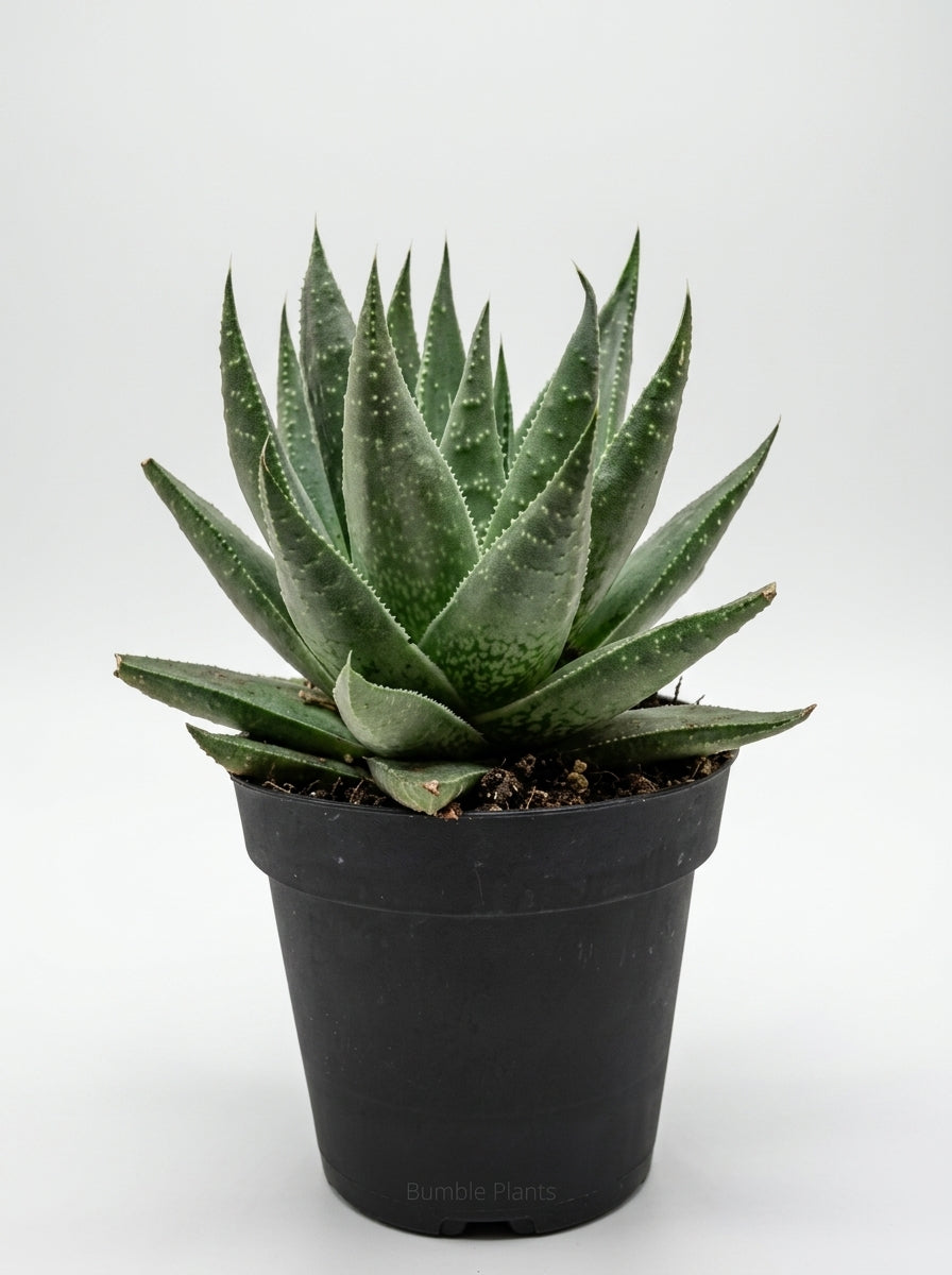 Gasteria 'Little Warty' Haworthia Savanna