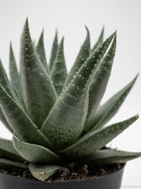 Gasteria 'Little Warty' Haworthia Savanna