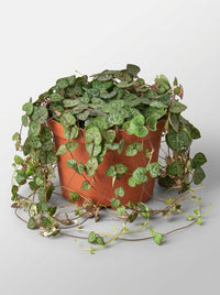 String of Hearts Succulent