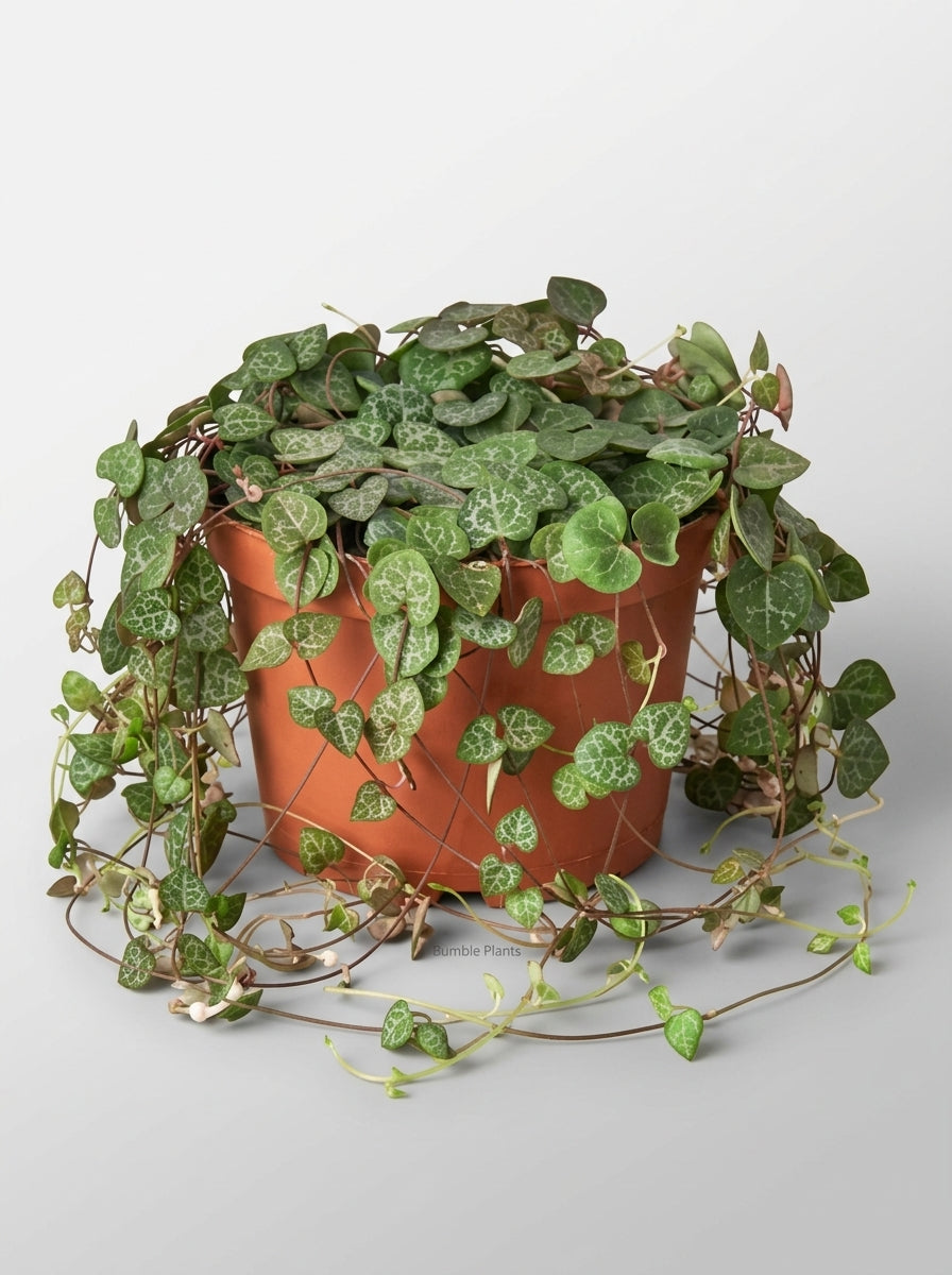 String of Hearts Succulent