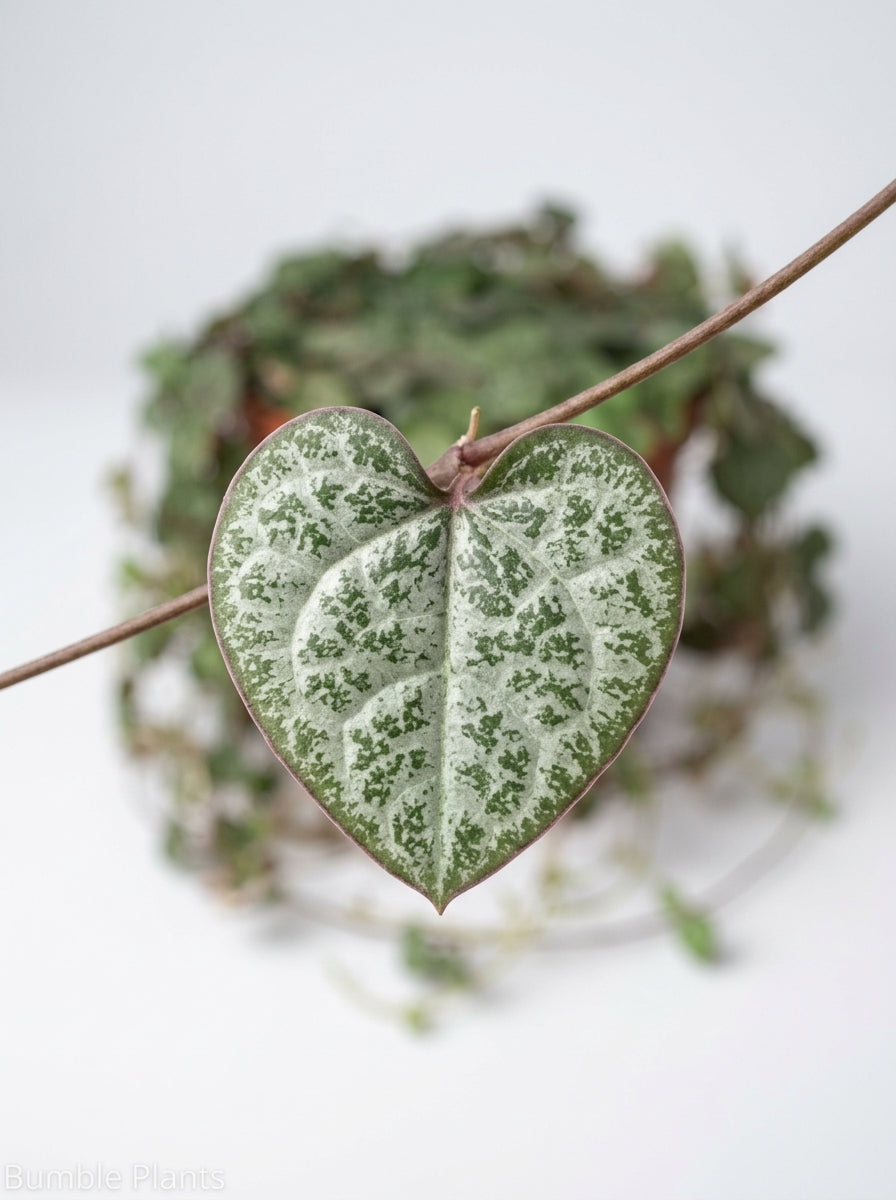 String of Hearts Succulent