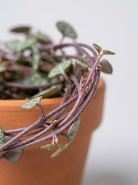 String of Hearts Succulent