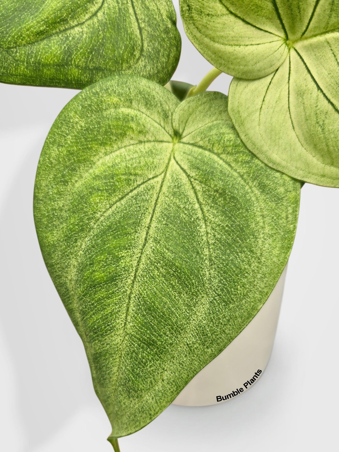 frosted heart philodendron Syngonium Chiapense 'Ice Frosted Heart'