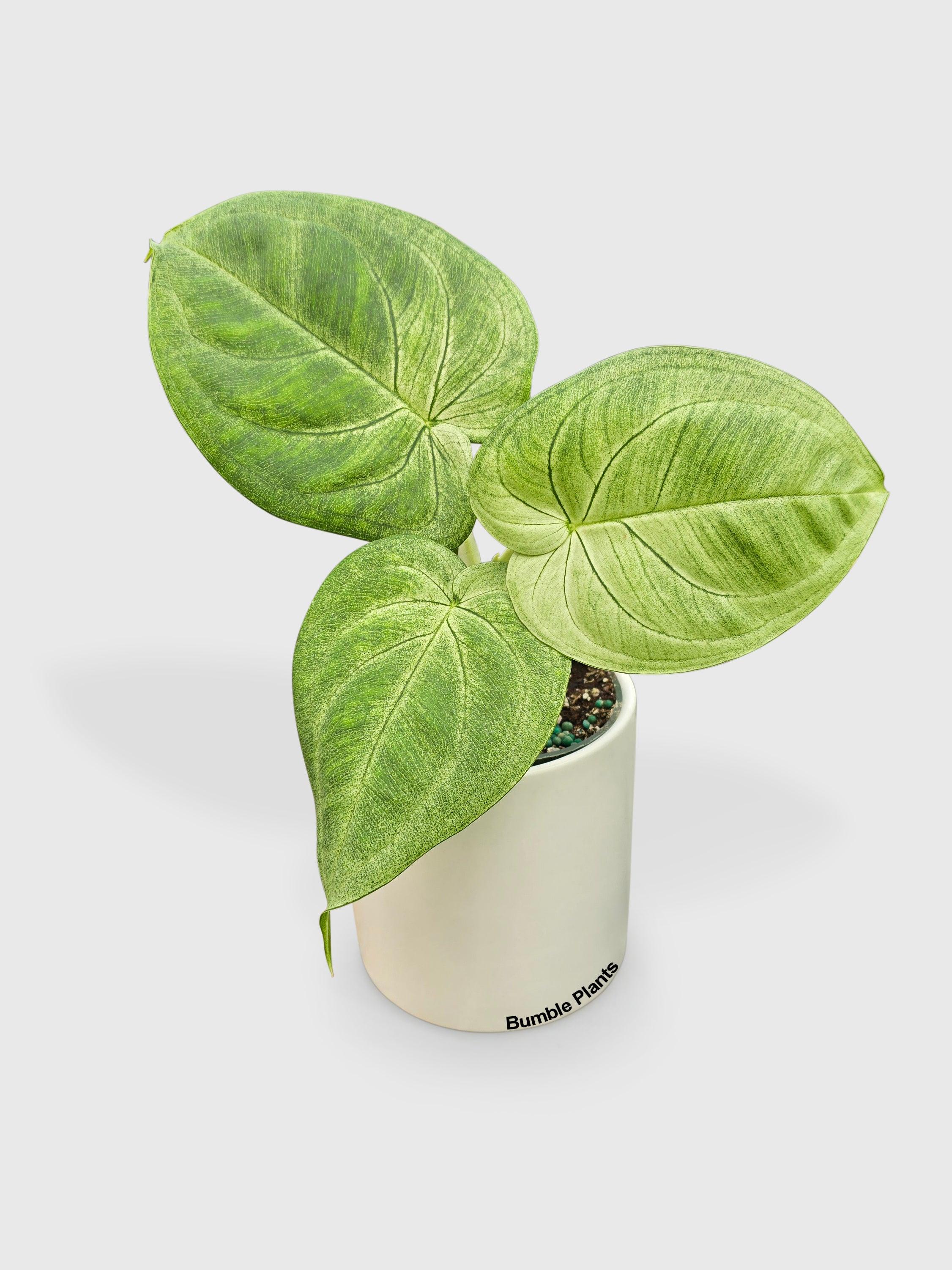 frosted heart philodendron Syngonium 'Ice Frost'