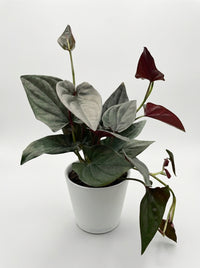 Syngonium Erythrophyllum 'Red Arrow'