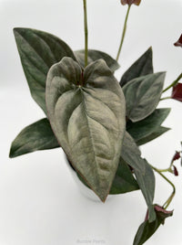 Syngonium Erythrophyllum 'Red Arrow'