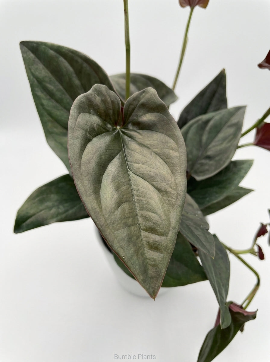 Syngonium Erythrophyllum 'Red Arrow'