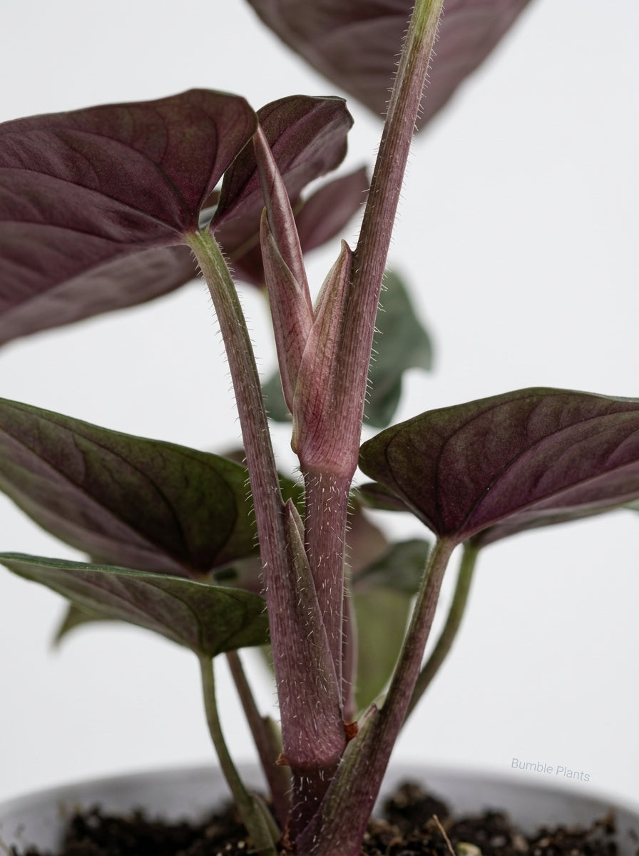 Syngonium Erythrophyllum 'Red Arrow'