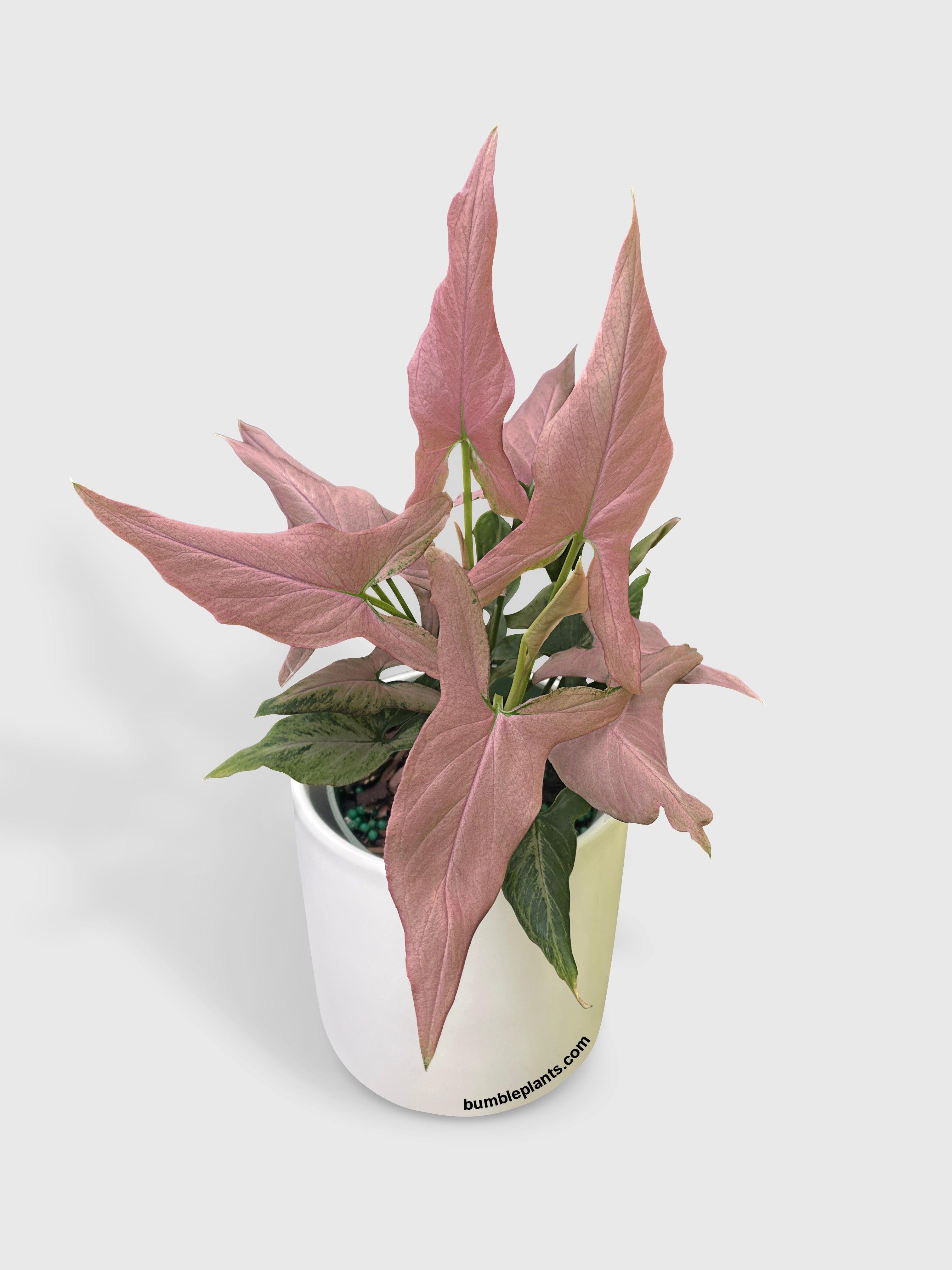 arrowhead philodendron purple Syngonium Podophyllum Arrowhead 'Mickey'