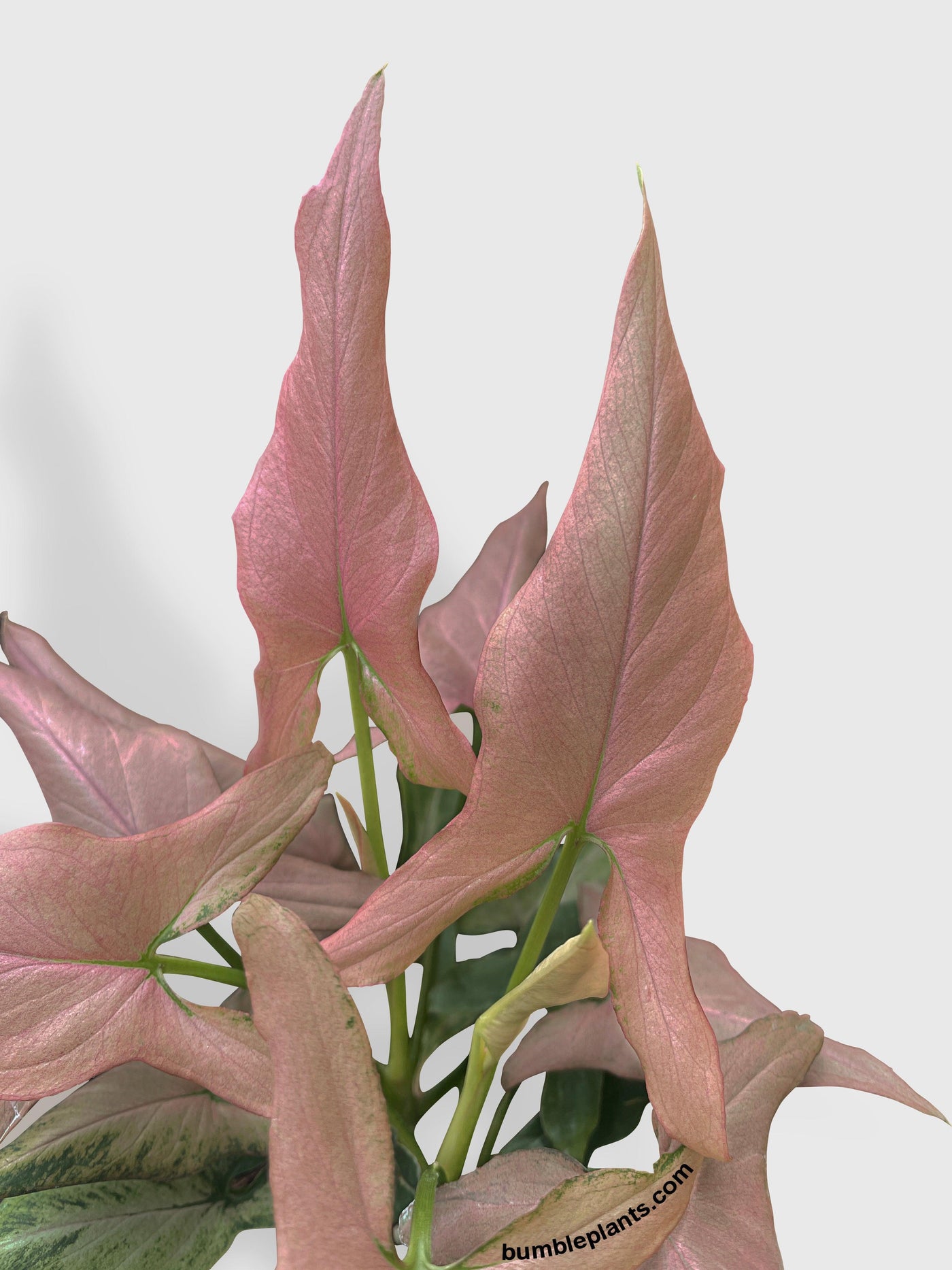 Syngonium Podophyllum Arrowhead 'Mickey' - Bumble Plants