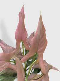 Syngonium Podophyllum Arrowhead 'Mickey' - Bumble Plants