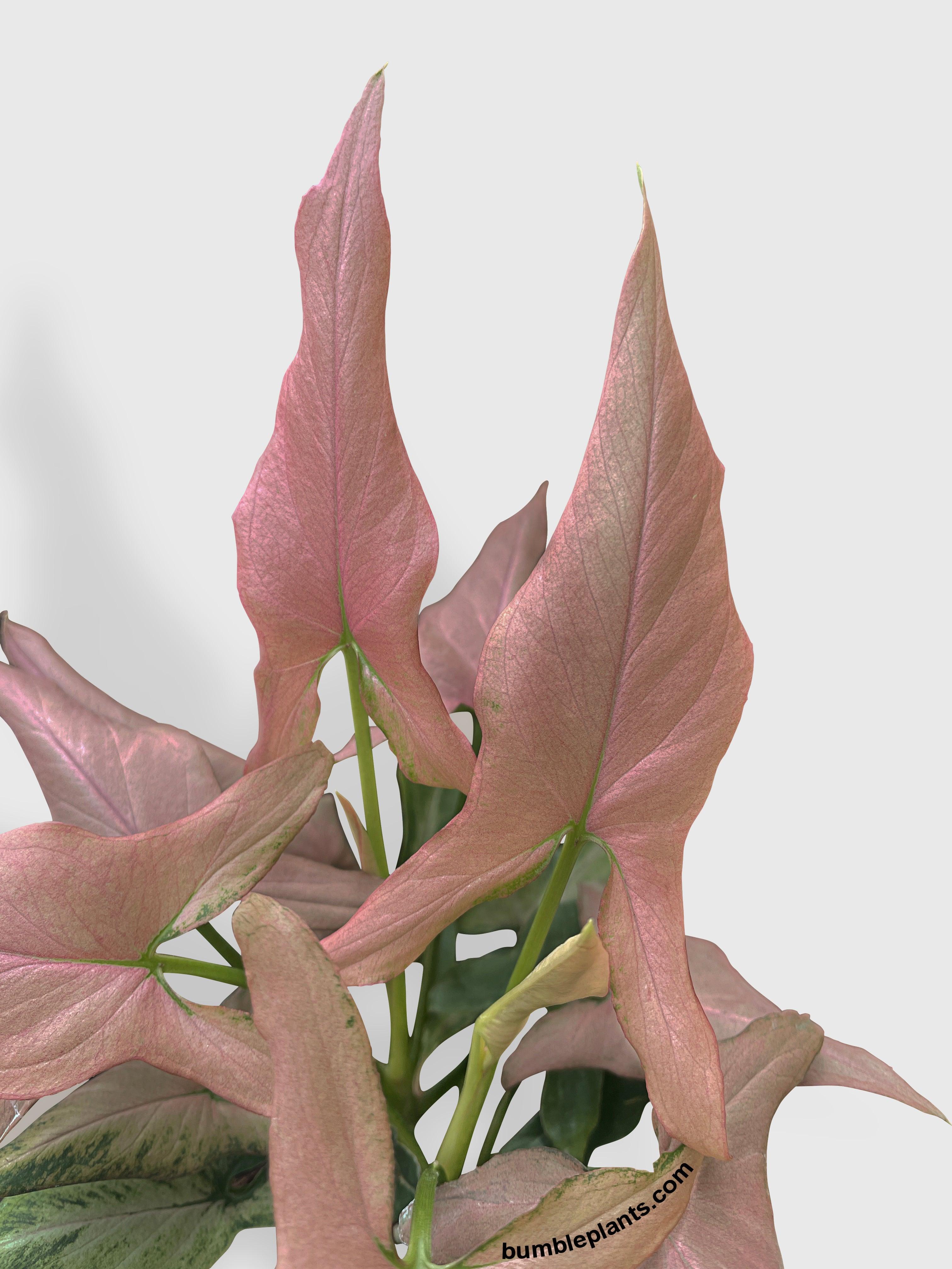 Syngonium Podophyllum Arrowhead 'Mickey' - Bumble Plants