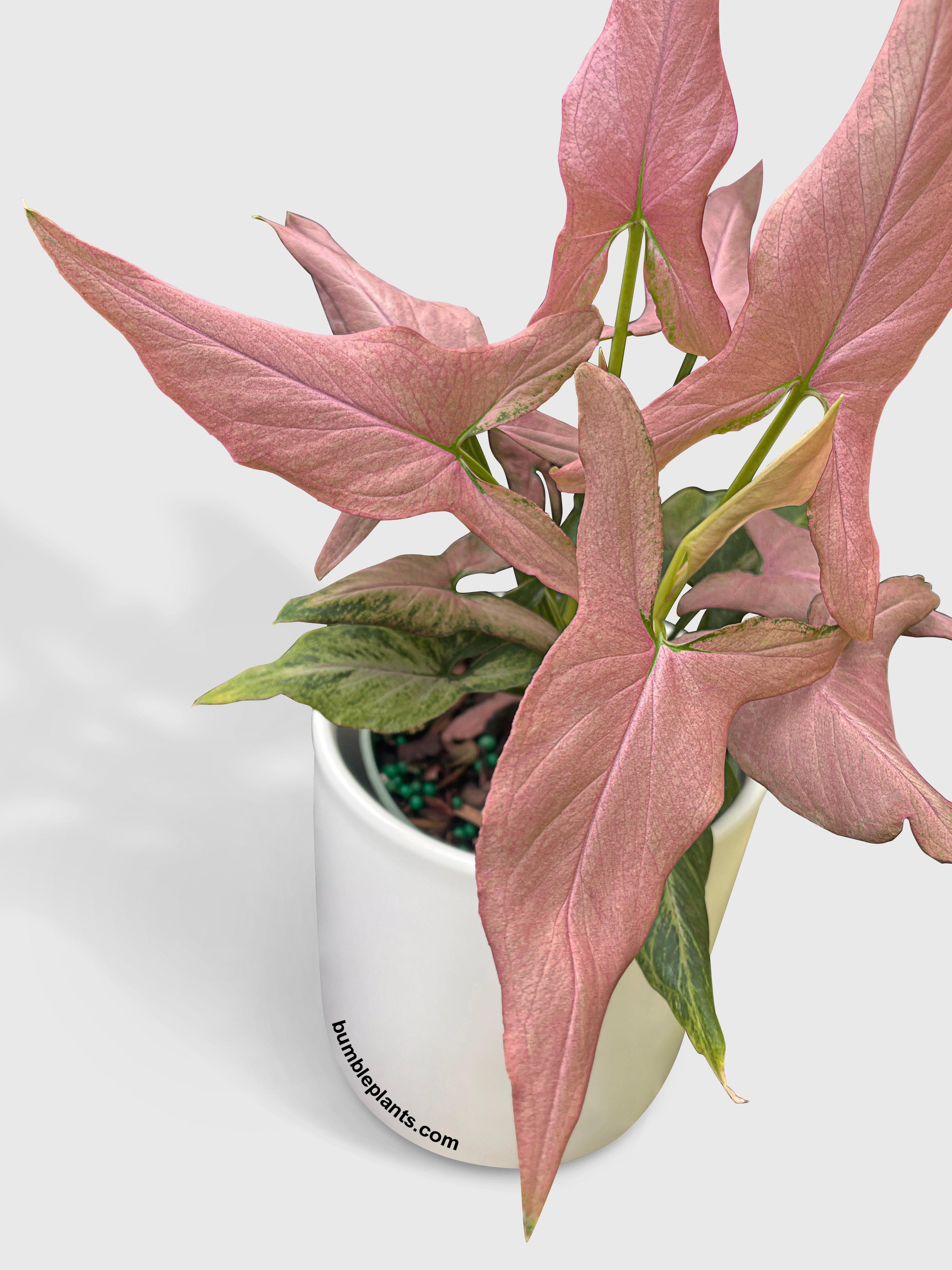Syngonium Podophyllum Arrowhead 'Mickey' - Bumble Plants