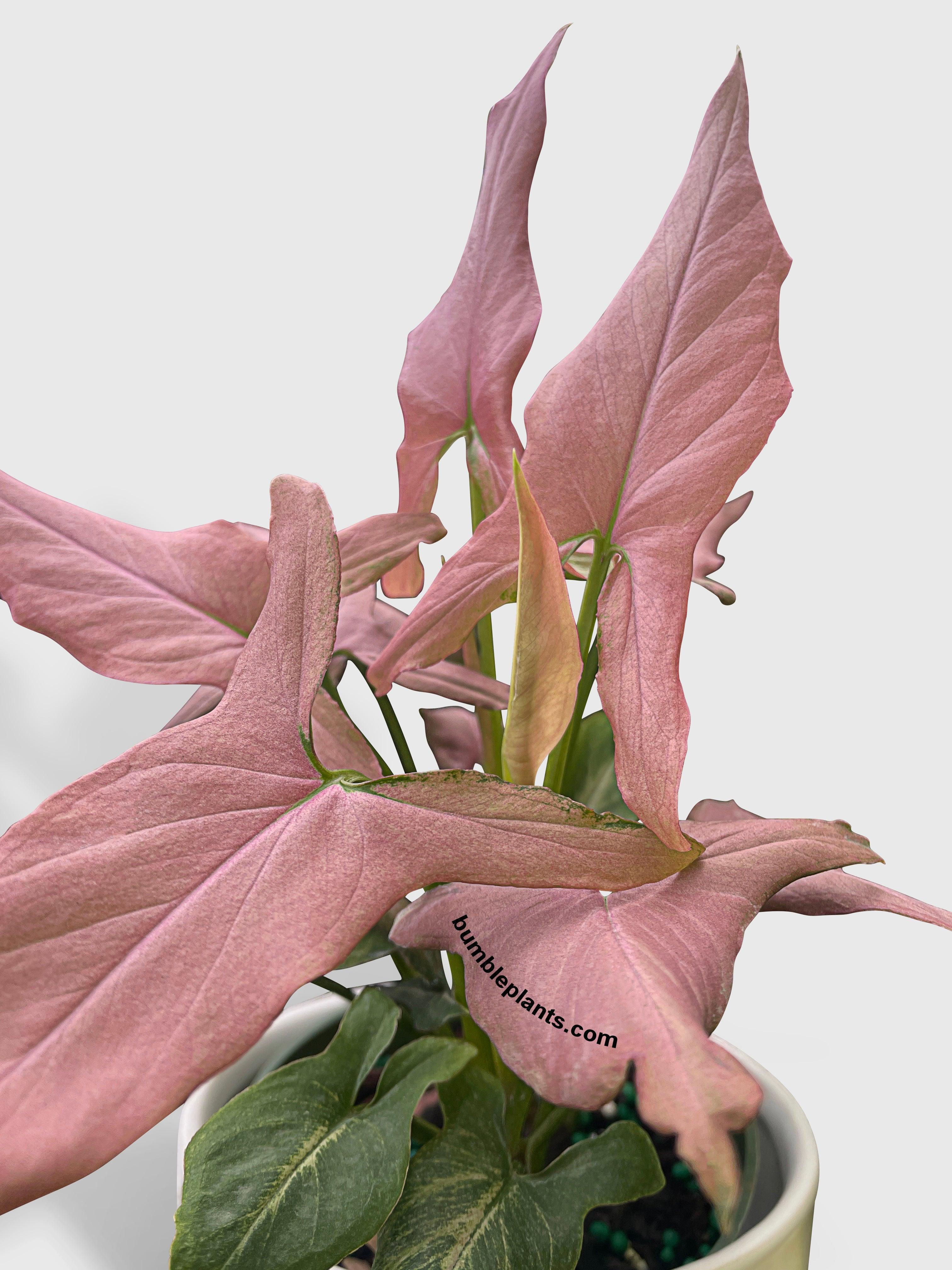 arrowhead philodendron purple Syngonium Podophyllum Arrowhead 'Mickey'