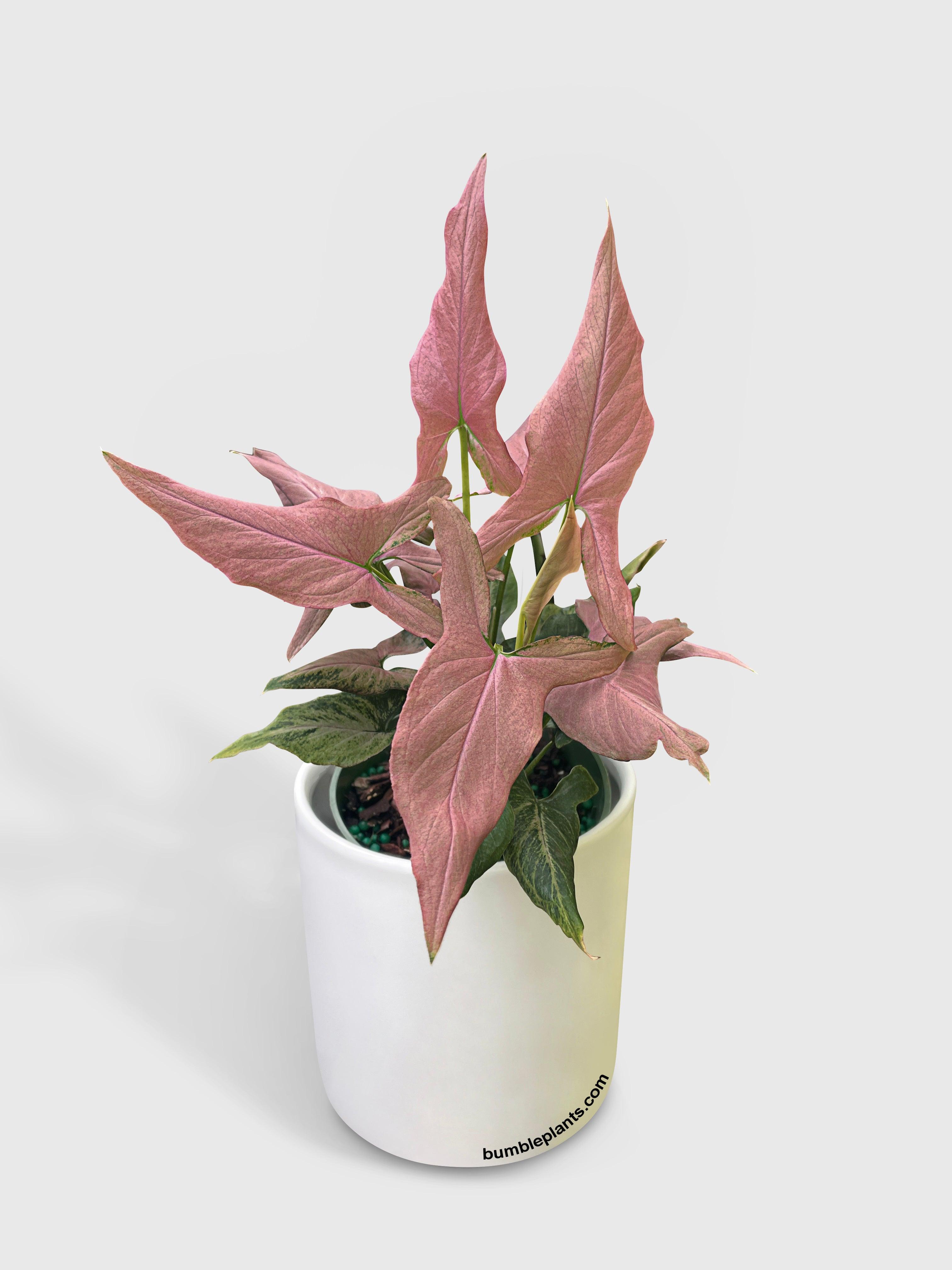 Syngonium Podophyllum Arrowhead 'Mickey' - Bumble Plants
