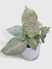 Syngonium Podophyllum 'Confetti' Pink Dots - Bumble Plants