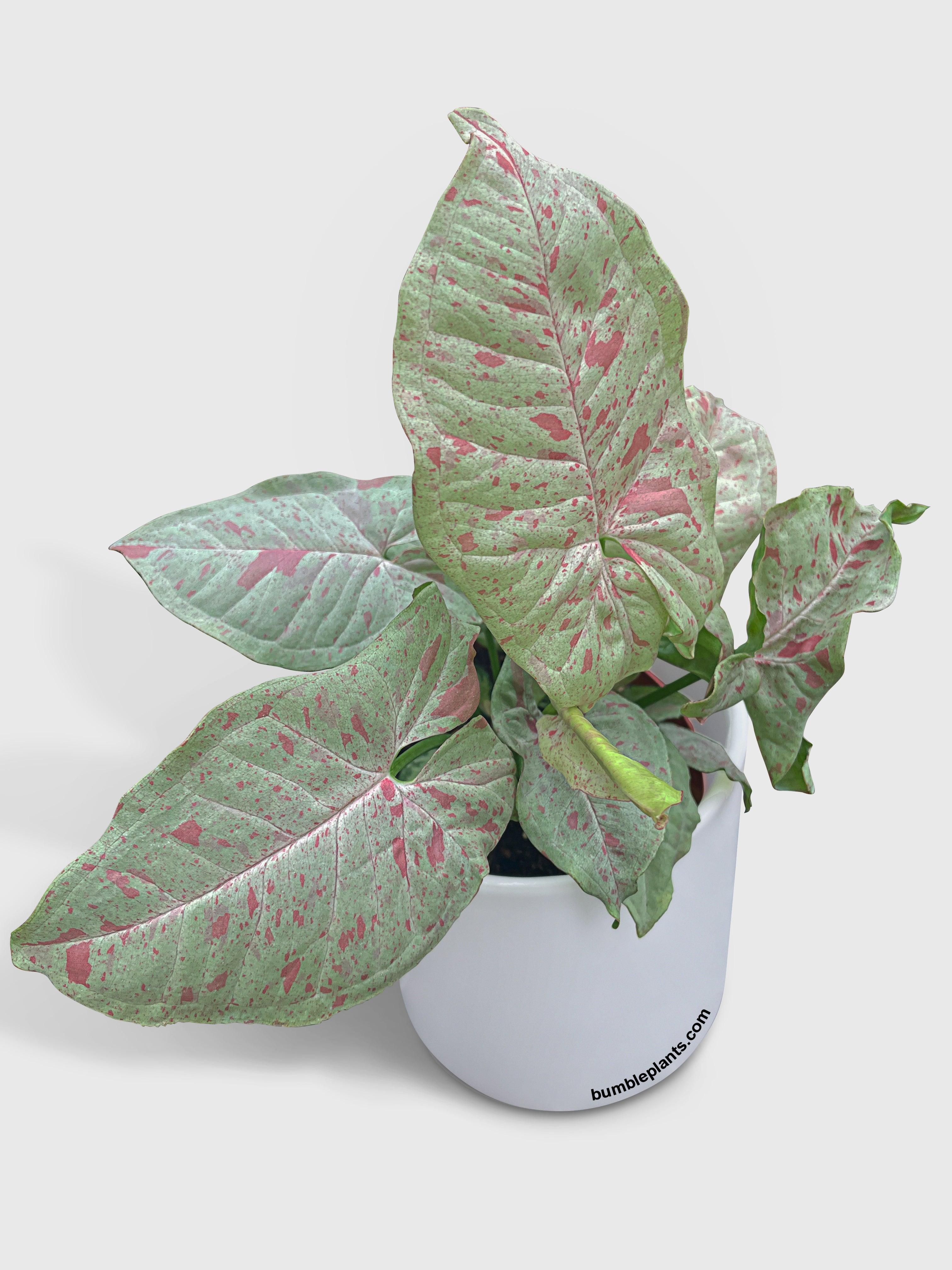 Syngonium Podophyllum 'Confetti' Pink Dots - Bumble Plants
