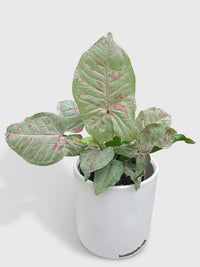 Syngonium Podophyllum 'Confetti' Pink Dots - Bumble Plants