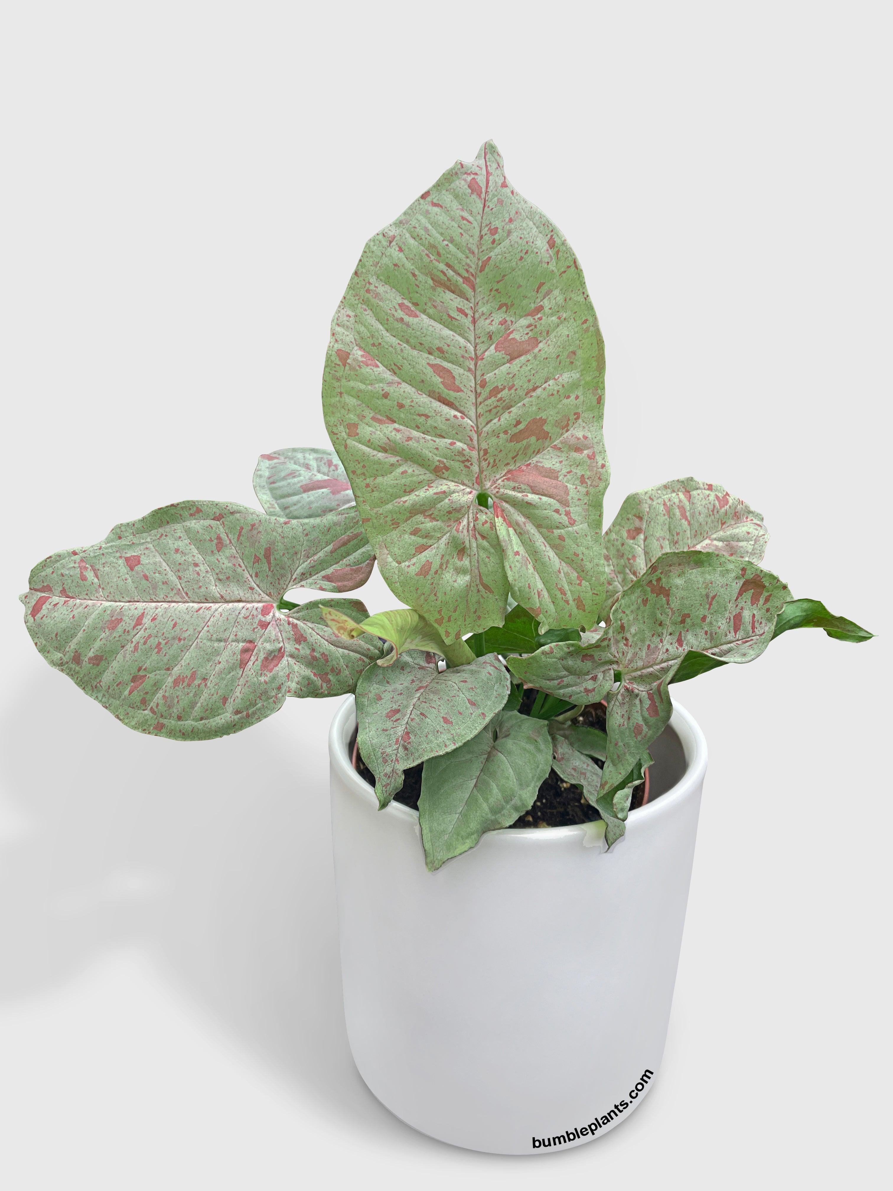 Syngonium Podophyllum 'Confetti' Pink Dots - Bumble Plants