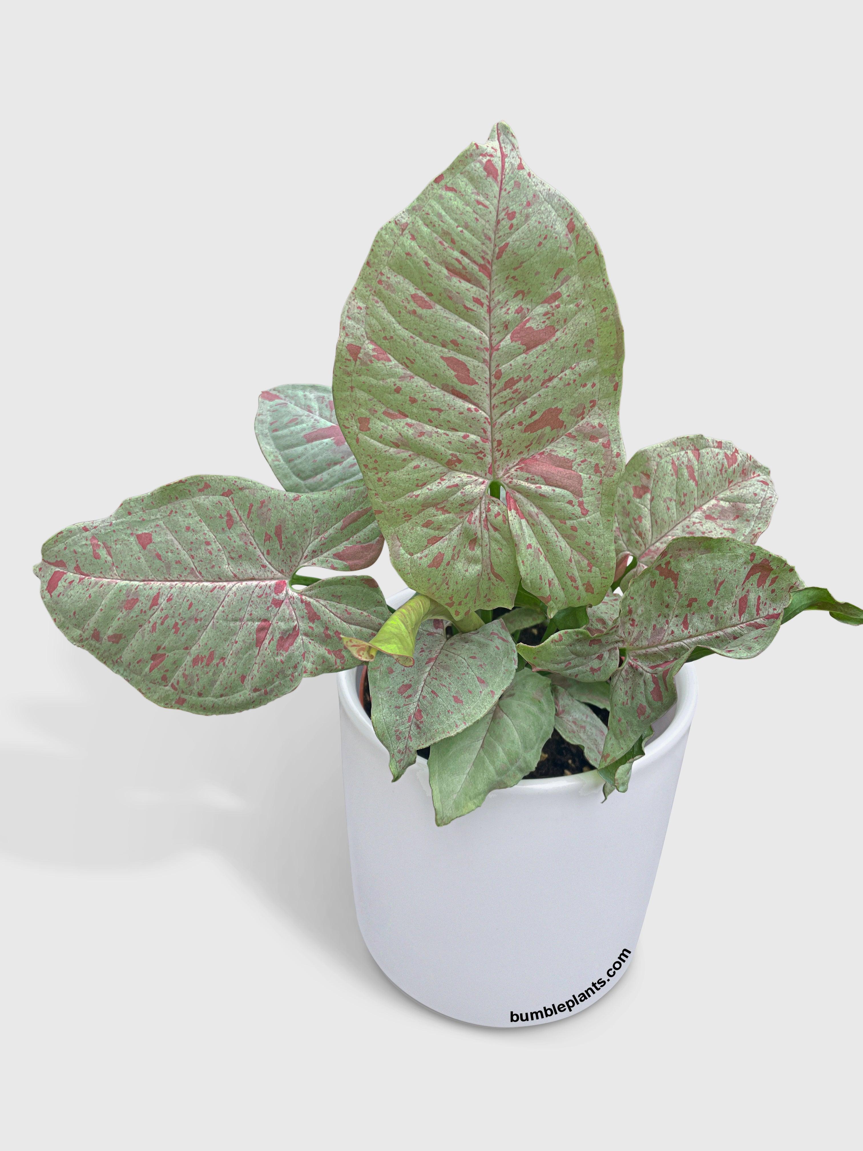 Syngonium Podophyllum 'Confetti' Pink Dots - Bumble Plants