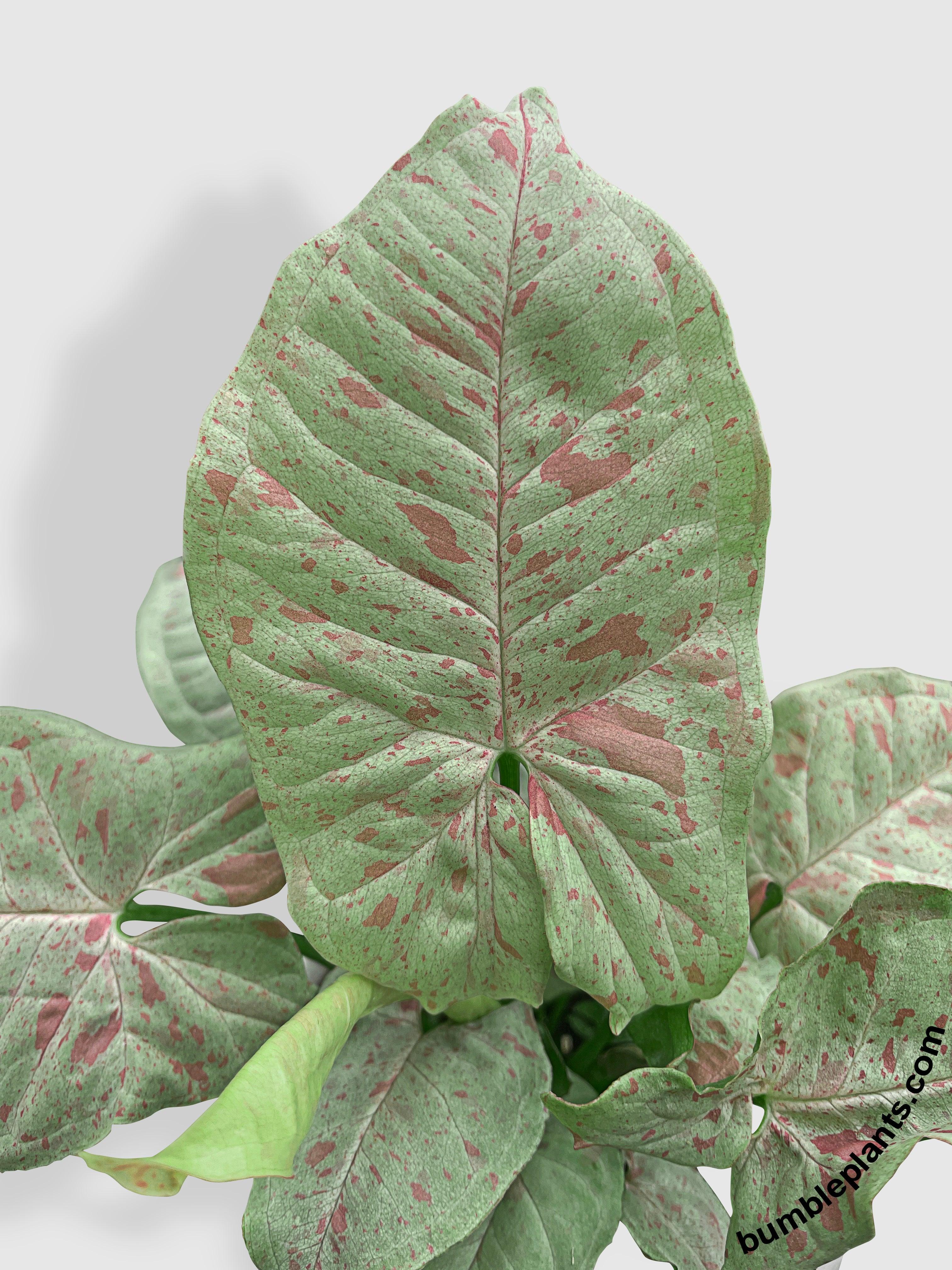 Syngonium Podophyllum 'Confetti' Pink Dots - Bumble Plants