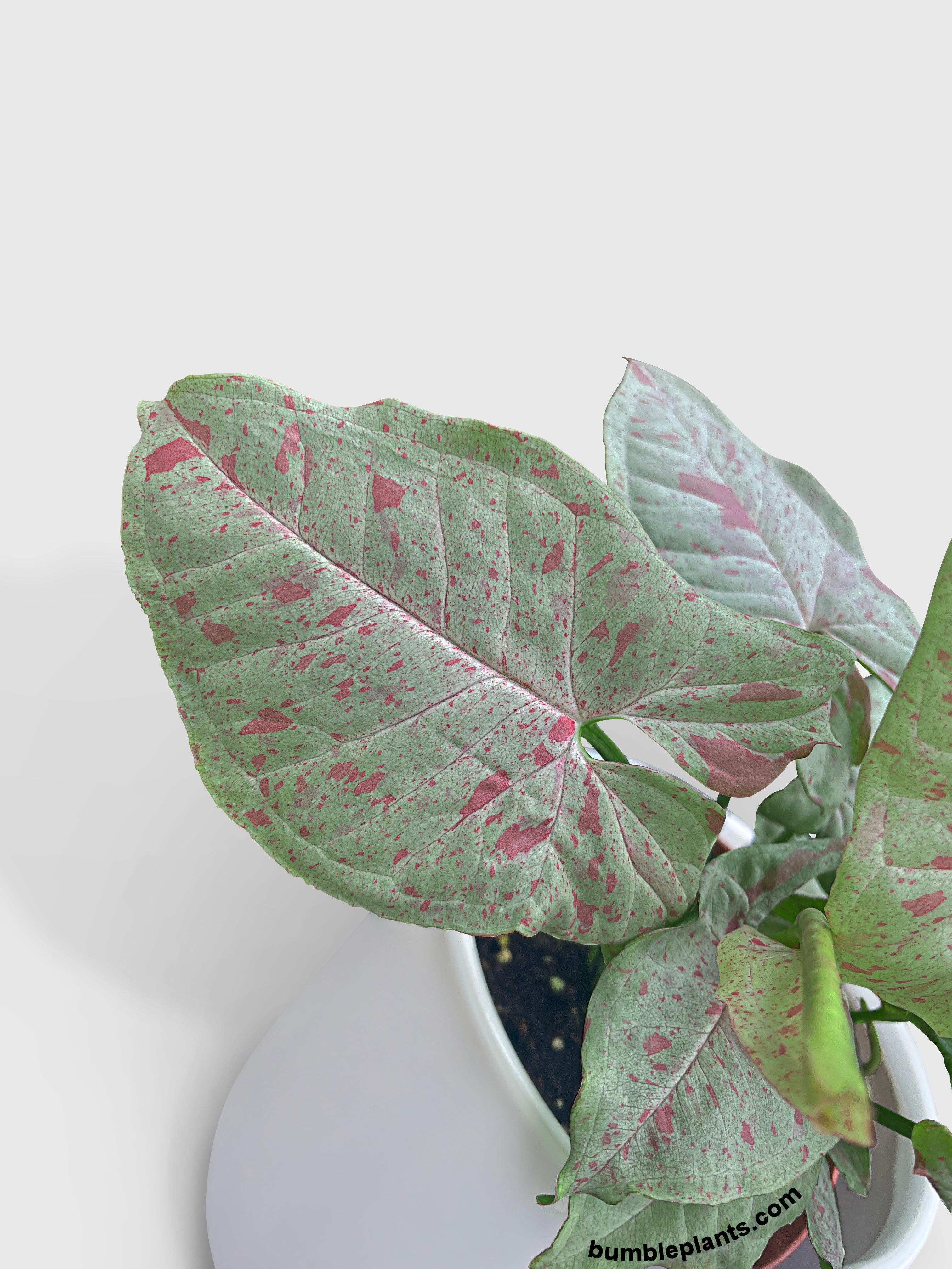Syngonium Podophyllum 'Confetti' Pink Dots - Bumble Plants