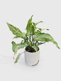 Syngonium Starlite Zebrina Variegata - Bumble Plants