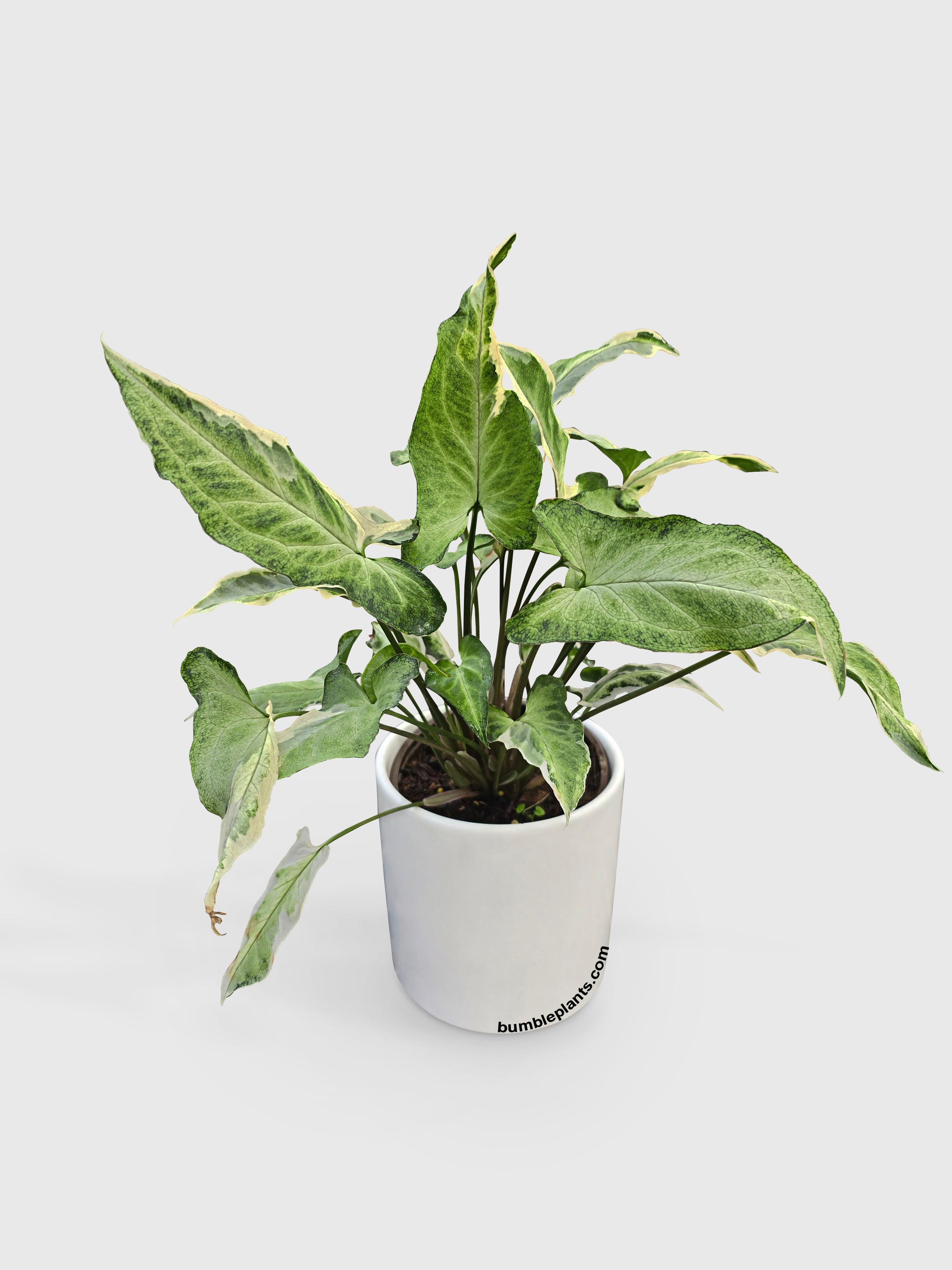 Syngonium Starlite Zebrina Variegata - Bumble Plants