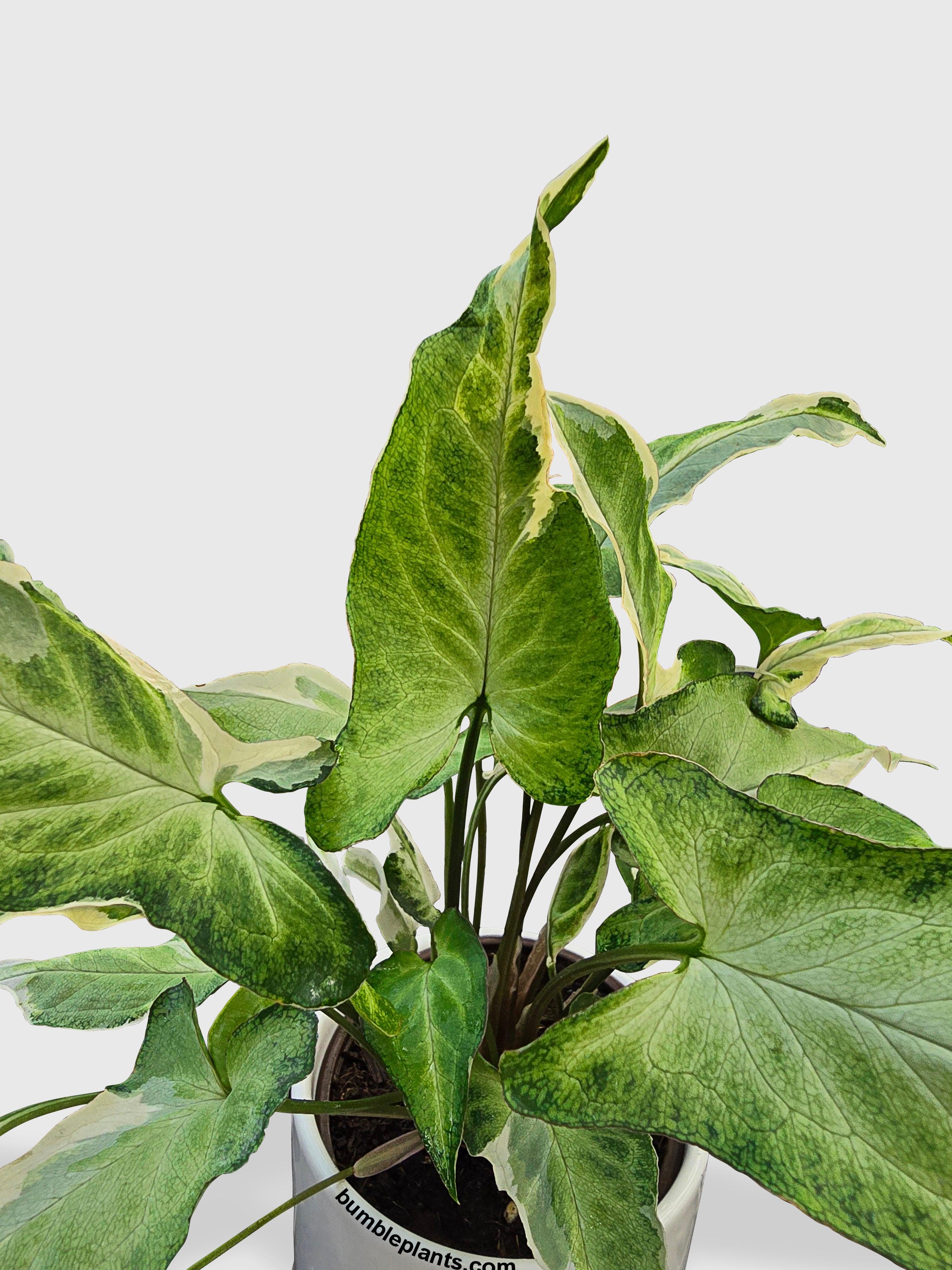 Syngonium Starlite Zebrina Variegata - Bumble Plants