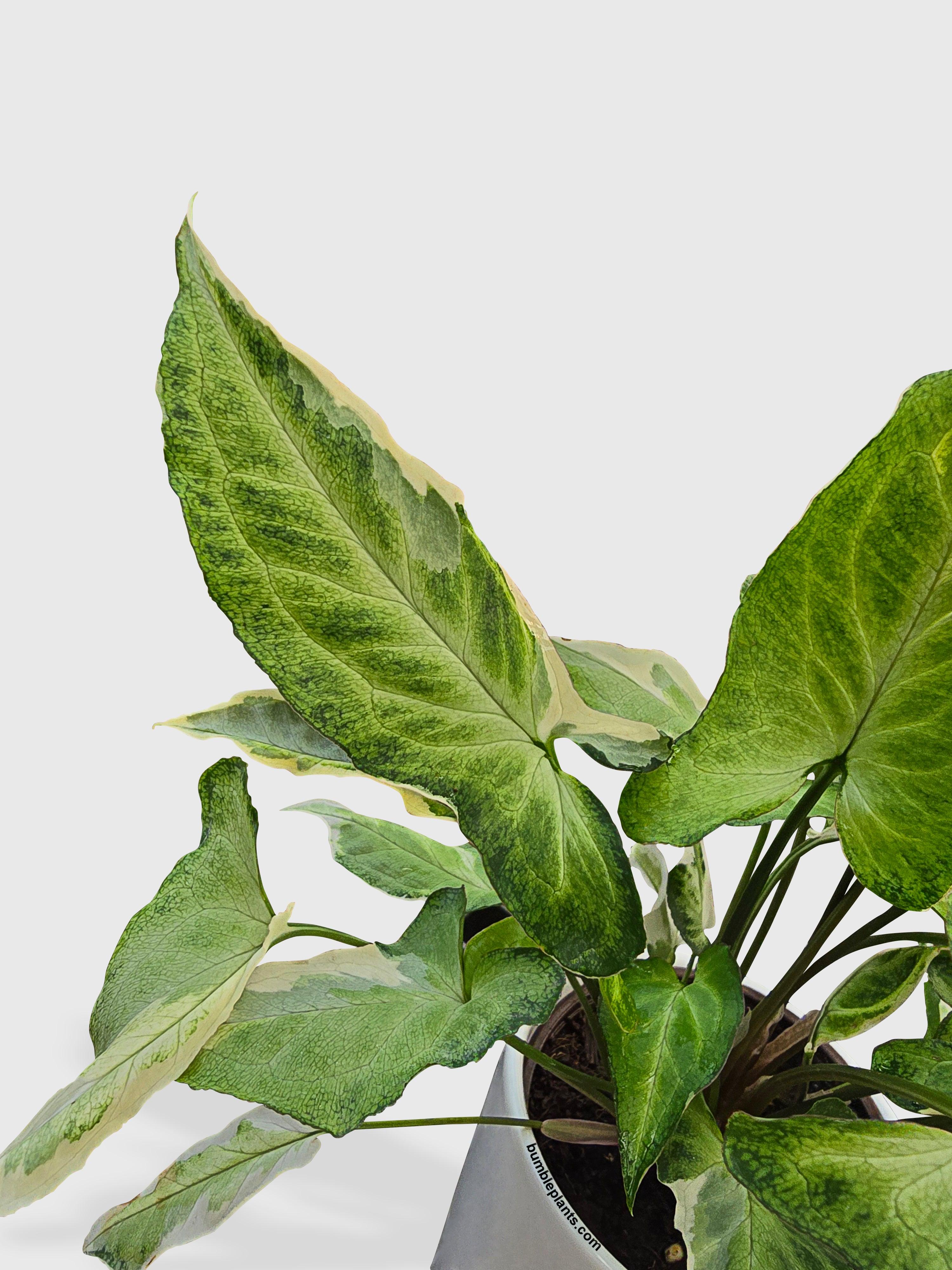 Syngonium Starlite Zebrina Variegata - Bumble Plants