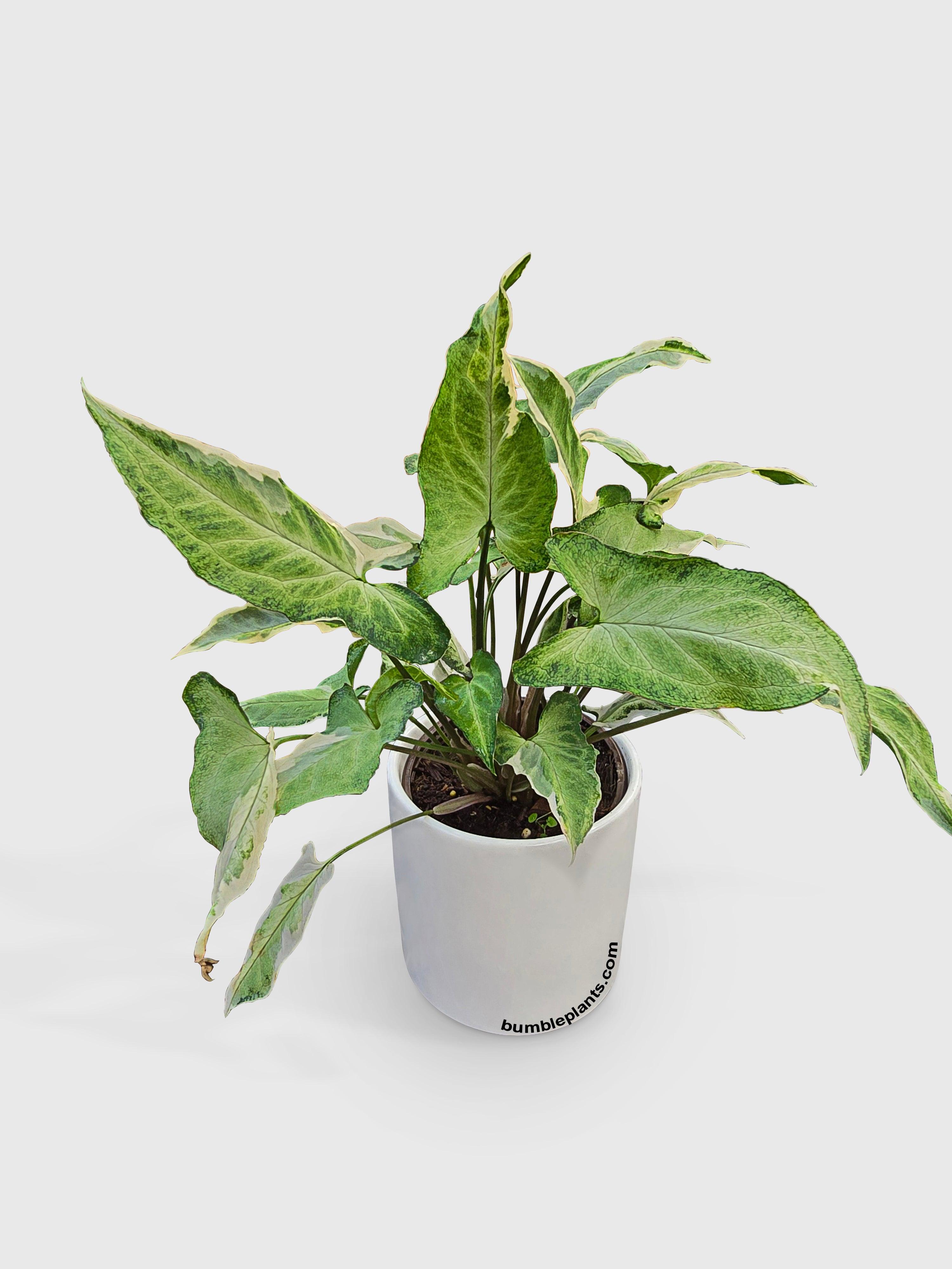 Syngonium Starlite Zebrina Variegata - Bumble Plants