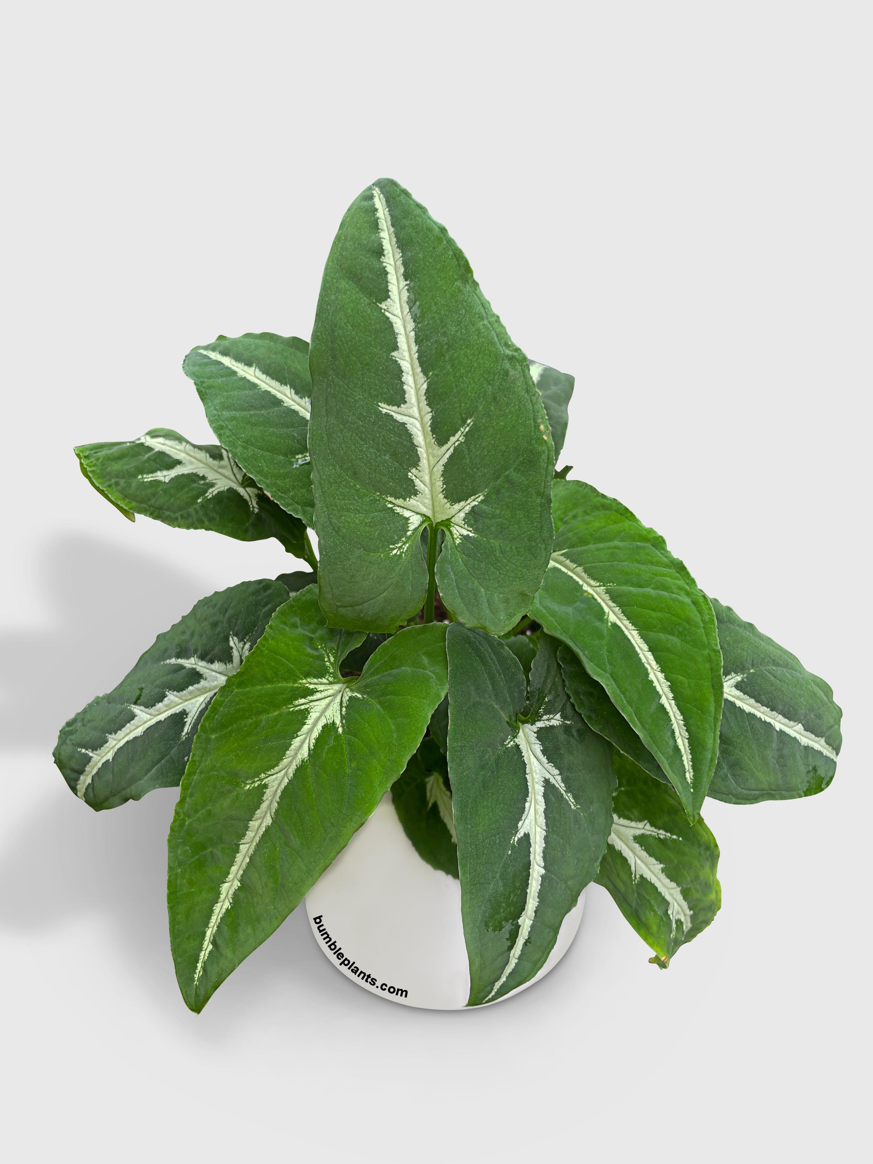 Syngonium Wendlandii 'Silver Goose Foot' - Bumble Plants