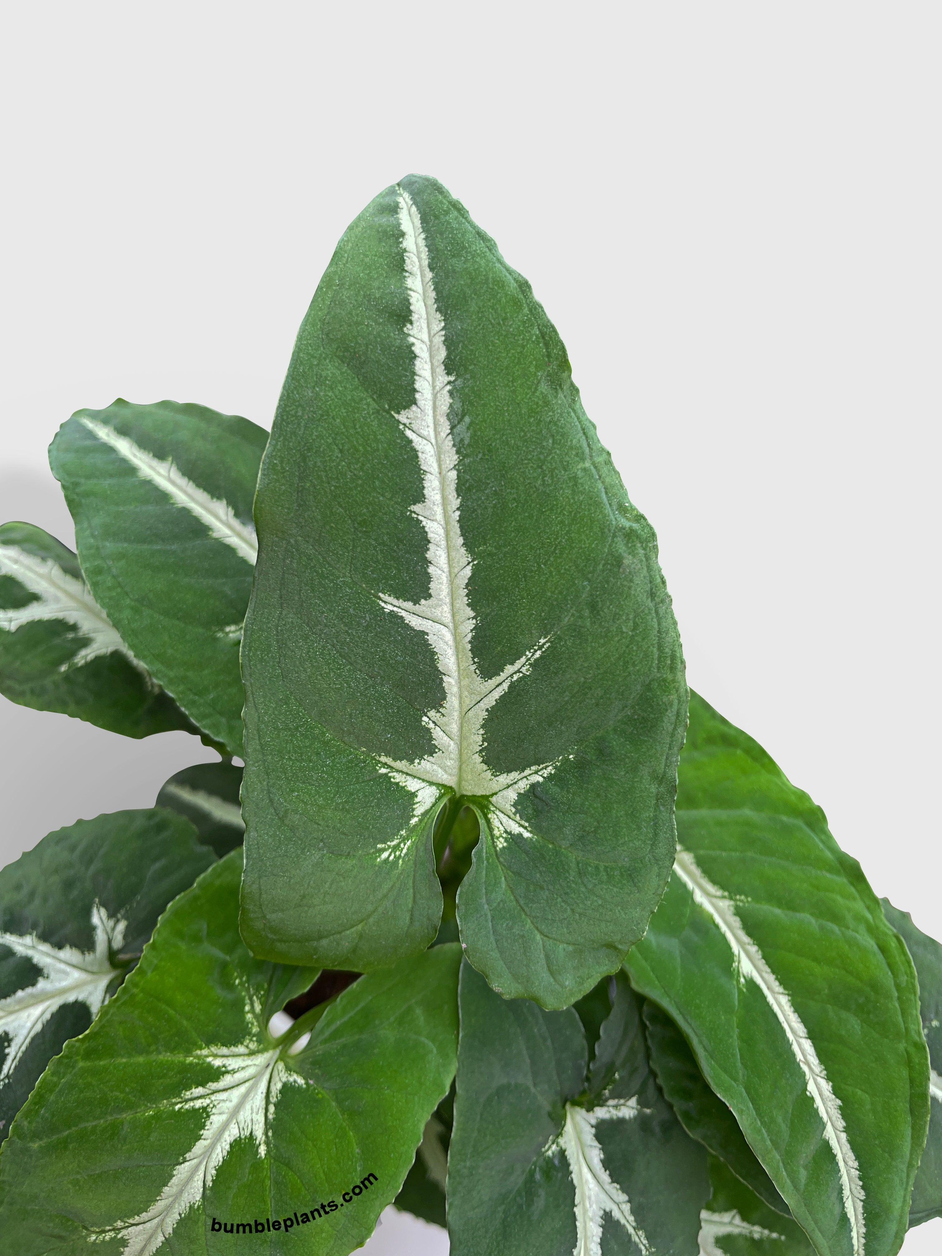 Syngonium Wendlandii 'Silver Goose Foot' - Bumble Plants